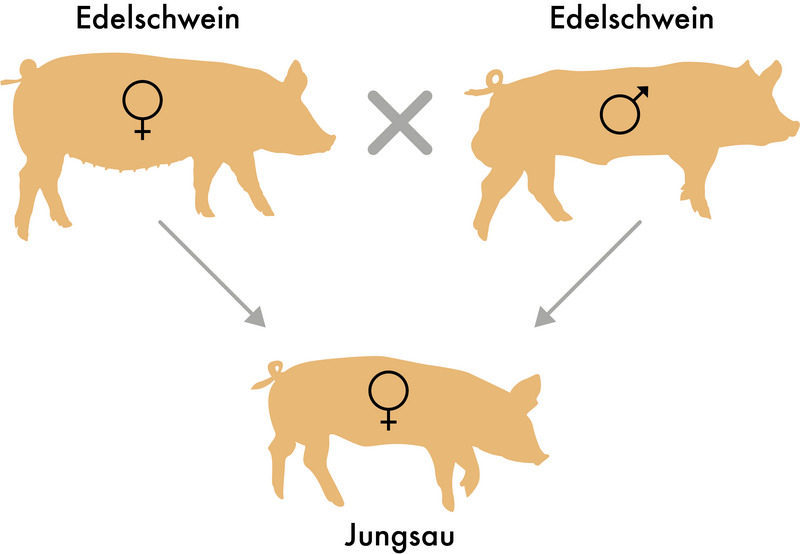 Grafik: Reinzucht Grafik: Reinzucht