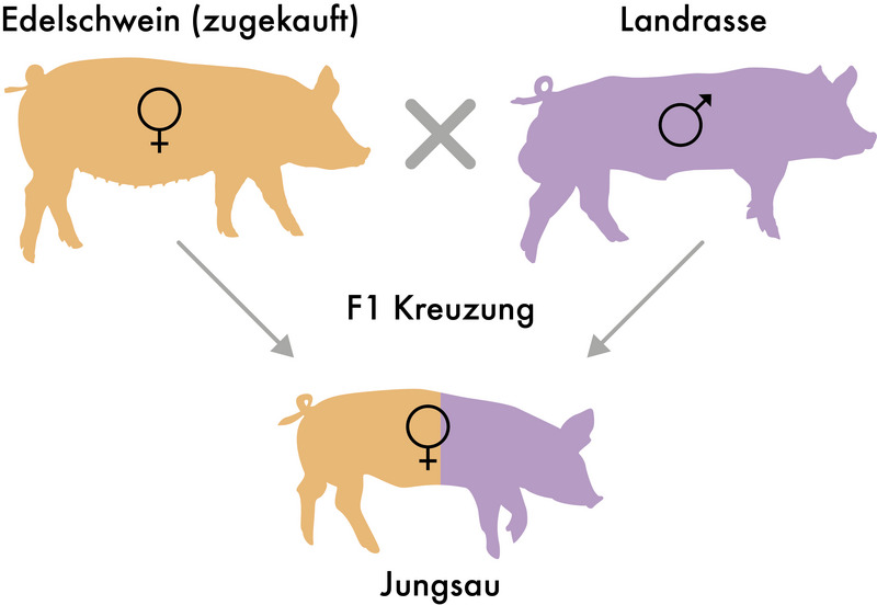 Grafik: Eigenremontierung mit Zukauf Großelterntiere Grafik: Eigenremontierung mit Zukauf Großelterntiere