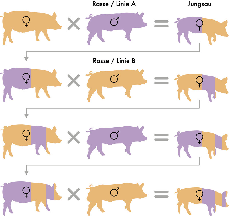 Grafik: Wechselkreuzung Grafik: Wechselkreuzung