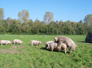 Freilandschweine