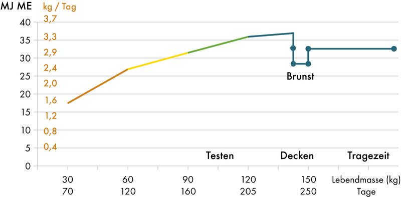 Grafik: Fütterungsstrategie zur Energieversorgung in der Jungsauenaufzucht Grafik zur Fütterungsstrategie