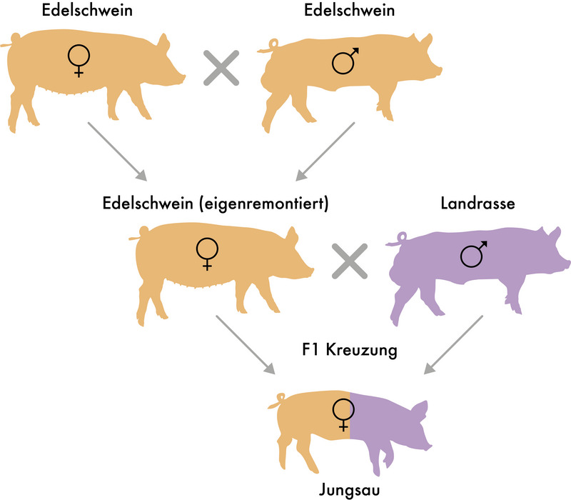 Grafik: Eigene Eigenremontierung der Großelterntiere Grafik: Eigene Eigenremontierung der Großelterntiere